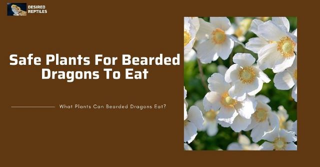 safest plants to feed bearded dragons
