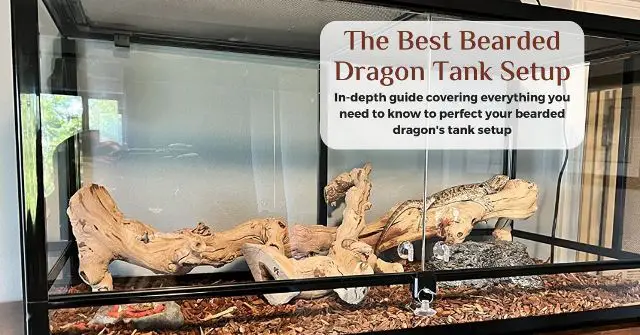 best tank setup for bearded dragons