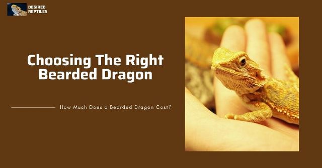 how to choose and purchase the right bearded dragon
