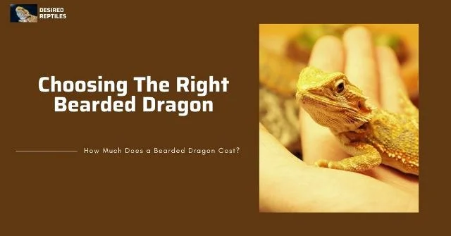 Choosing bearded dragons how to choose and purchase a bearded dragon