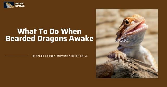 Post-brumation care here is what to do when bearded dragons awaken from brumation