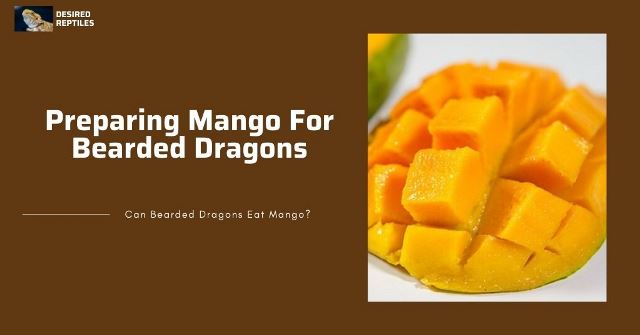 how to feed mango to bearded dragons the right way