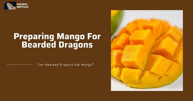 Preparing the mango how to feed mangoes to bearded dragons