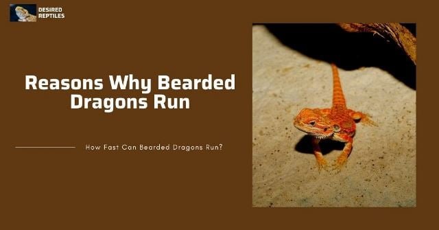 why bearded dragons run