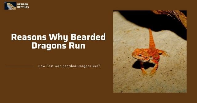 Reasons for running why do bearded dragons run