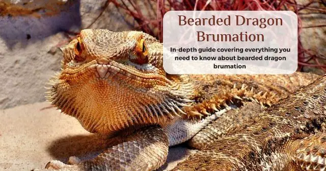 what is a bearded dragon brumation