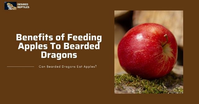 benefits of feeding apples to bearded dragons