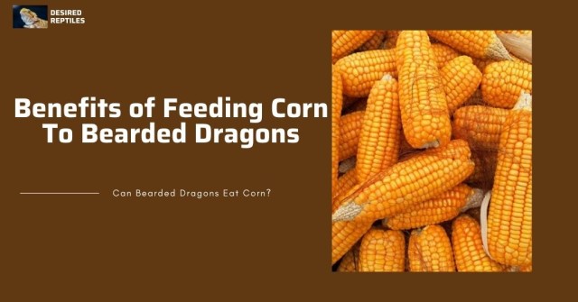 benefits of feeding corn to bearded dragons