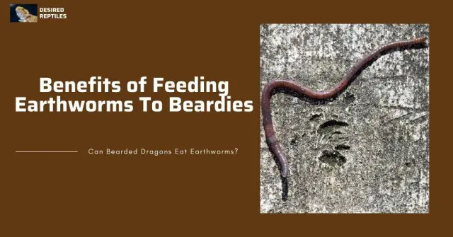 benefits of feeding earthworms to bearded dragons