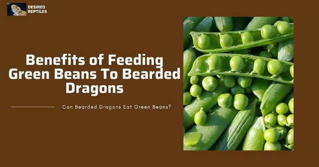 benefits of feeding green beans to bearded dragons