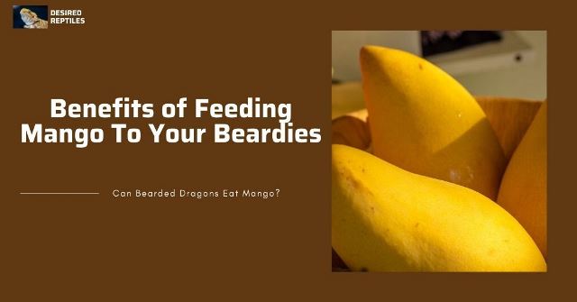 benefits of feeding mango to bearded dragons