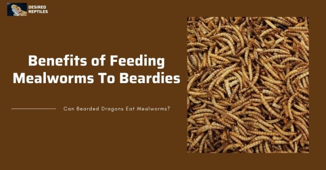 benefits of feeding mealworms to bearded dragons
