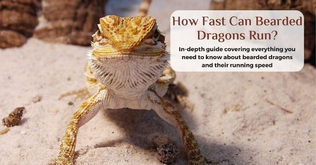 how fast can bearded dragons run