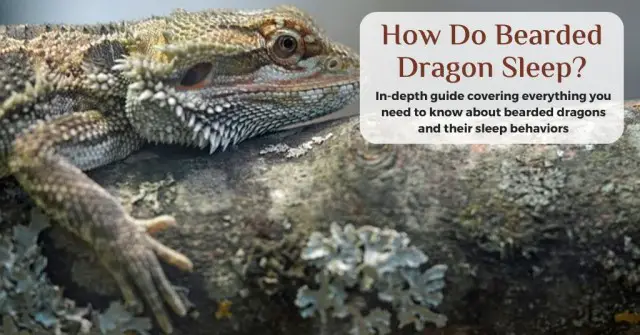 how do bearded dragons sleep
