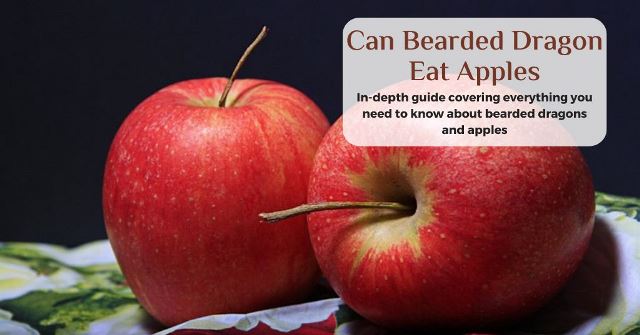 can bearded dragons eat apples