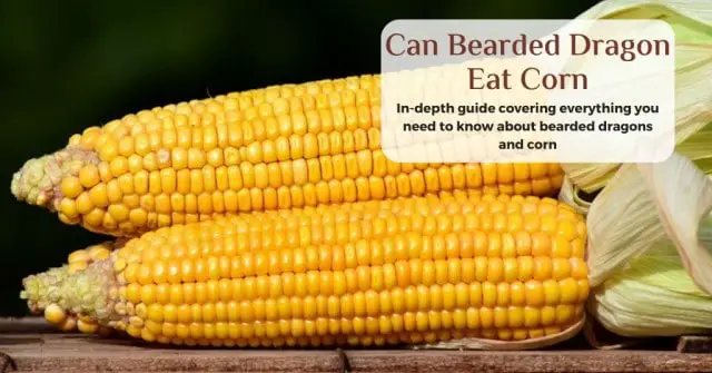 can bearded dragons eat corn