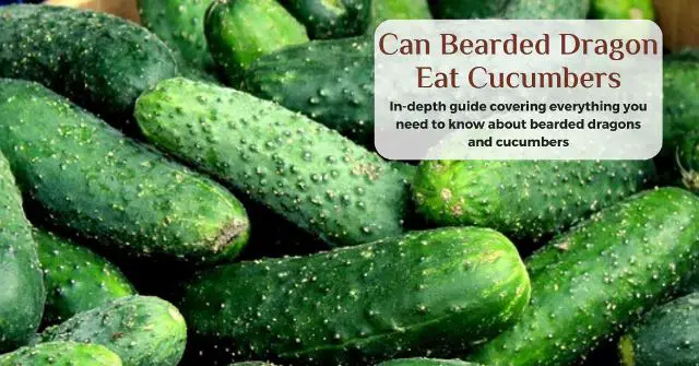 can bearded dragons eat cucumbers