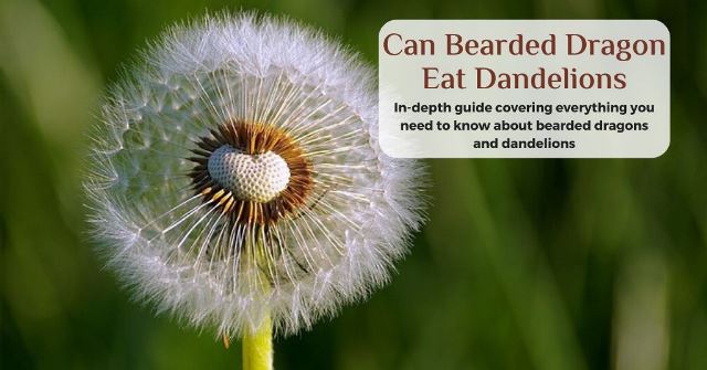 can bearded dragons eat dandelions