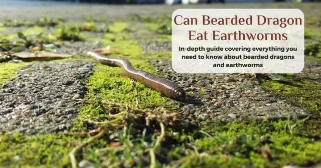 Can bearded dragons eat earthworms