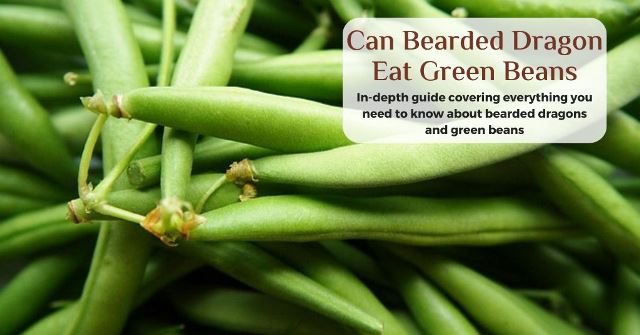 can bearded dragons eat green beans