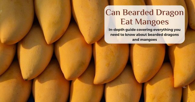 can bearded dragons eat mangoes