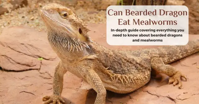 can bearded dragons eat mealworms