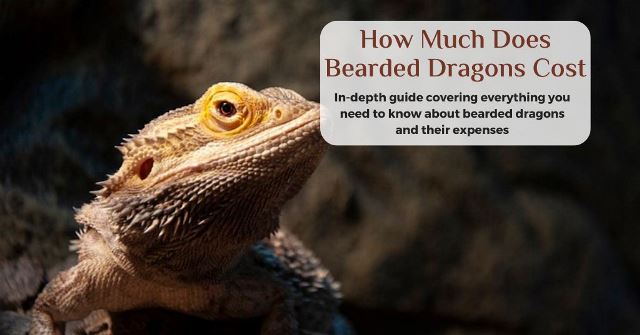 how much does a bearded dragon cost