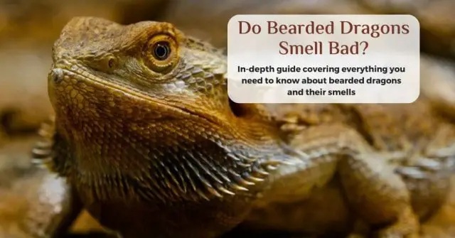 do bearded dragons smell bad