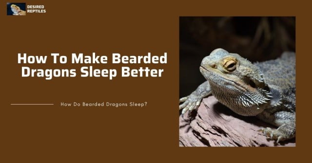 how to make your bearded dragon sleep better