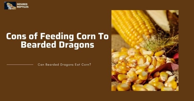 danger of feeding corn to bearded dragons