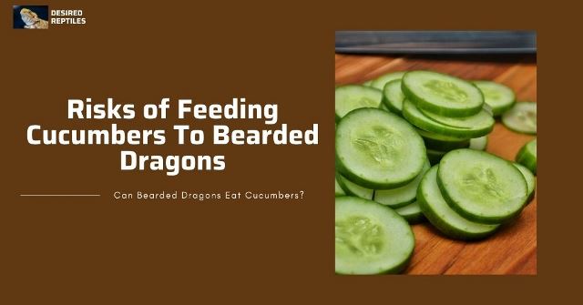 dangers of daily feeding cucumbers to bearded dragons