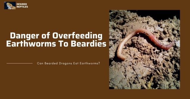 dangers of feeding frequently earthworms to bearded dragons