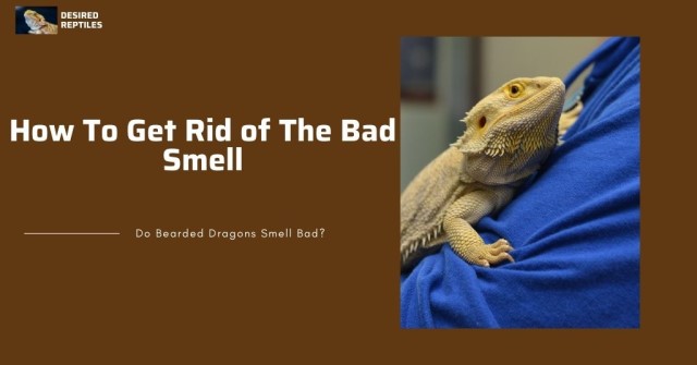 how to get rid of beardie smell