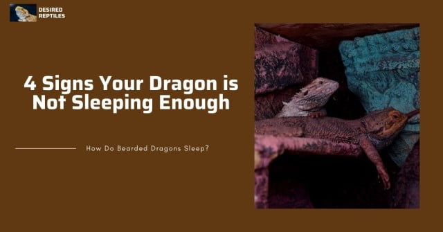 reasons why bearded dragons are not getting enough sleep