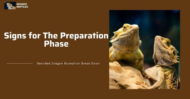 5 signs that bearded dragons are preparing for brumation