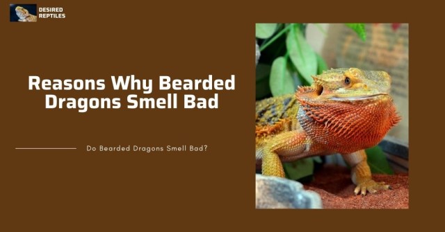 reasons why bearded dragons smell bad
