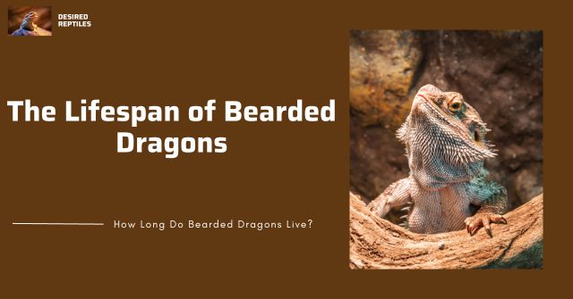 Factors that determine the lifespan of bearded dragons