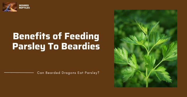 benefits of feeding parsley to bearded dragons