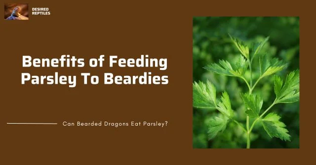 bearded dragon eating parsley benefits of feeding parsley to bearded dragons
