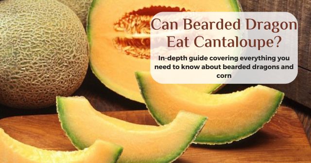 can bearded dragons eat cantaloupe