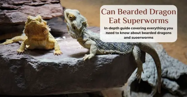can bearded dragons eat superworms