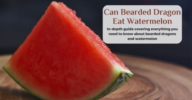 can bearded dragons eat watermelon