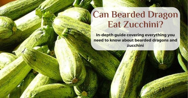 can bearded dragons eat zucchini