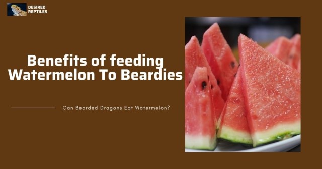 benefits of feeding watermelon to bearded dragons