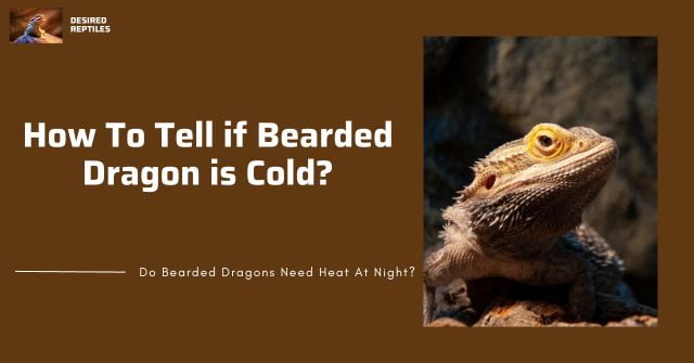 signs that bearded dragon is cold