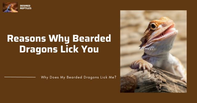 main reasons why bearded dragons lick people