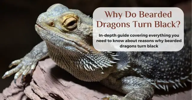 why do bearded dragons turn black