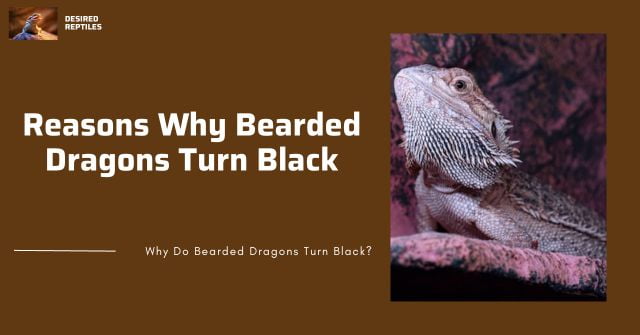 reasons why bearded dragons turn black