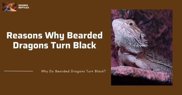 bearded dragon turn darker reasons bearded dragons turn dark