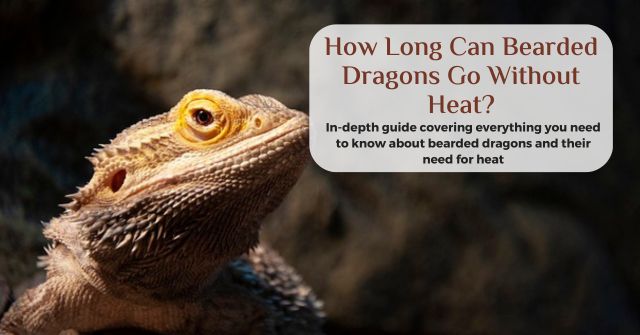 how long can bearded dragons go without heat